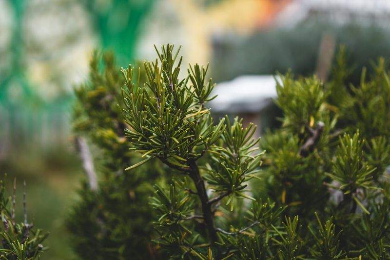 植栽プランニング