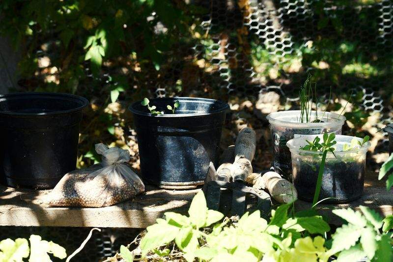 害虫対策と病害ケア